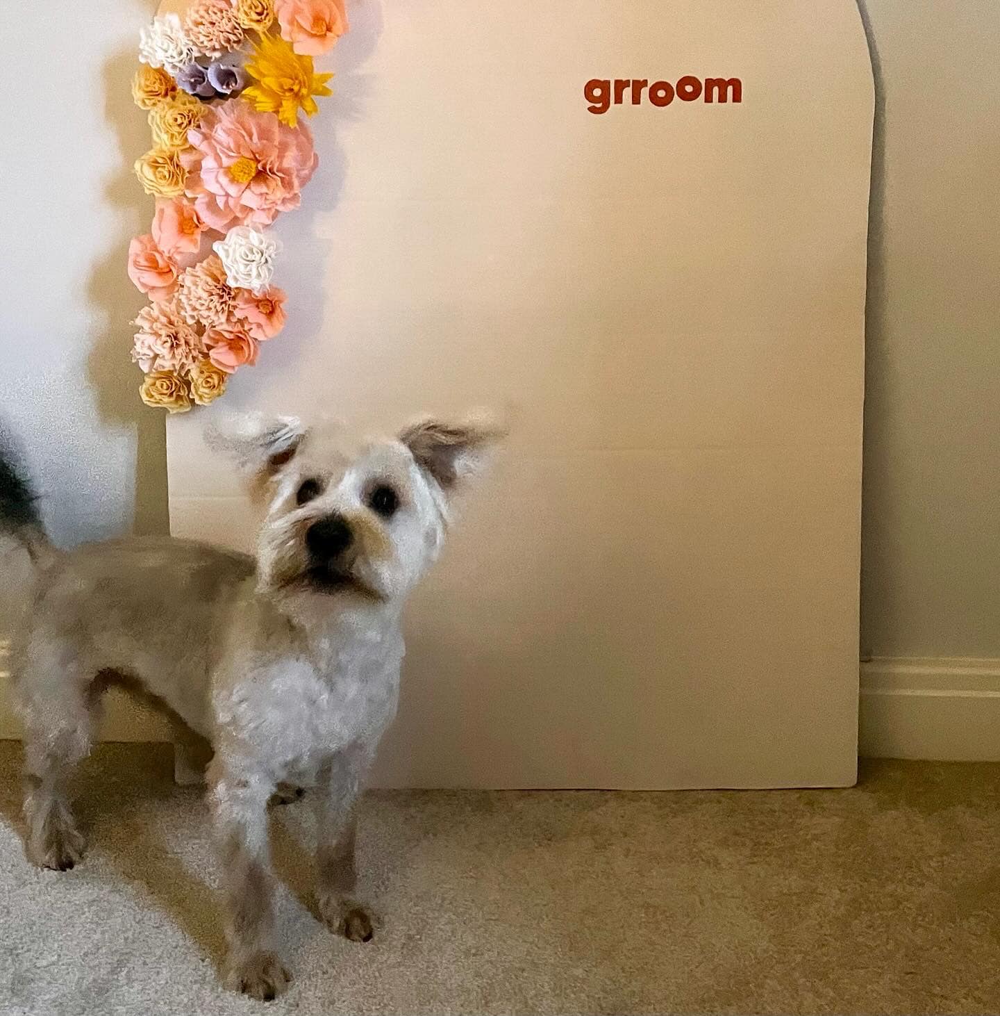 Grroom | Dorchester