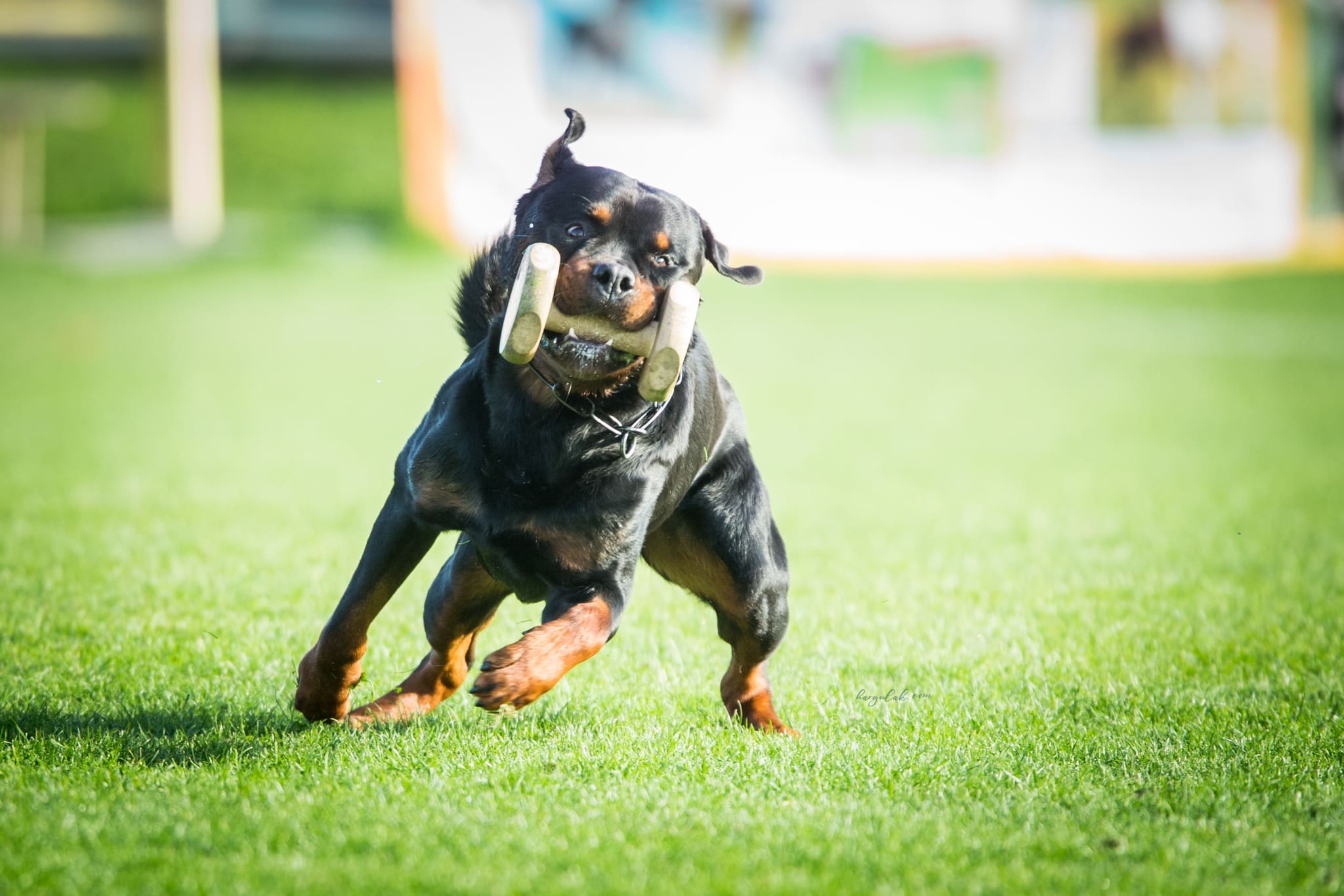 Team Extreme Rottweiler
