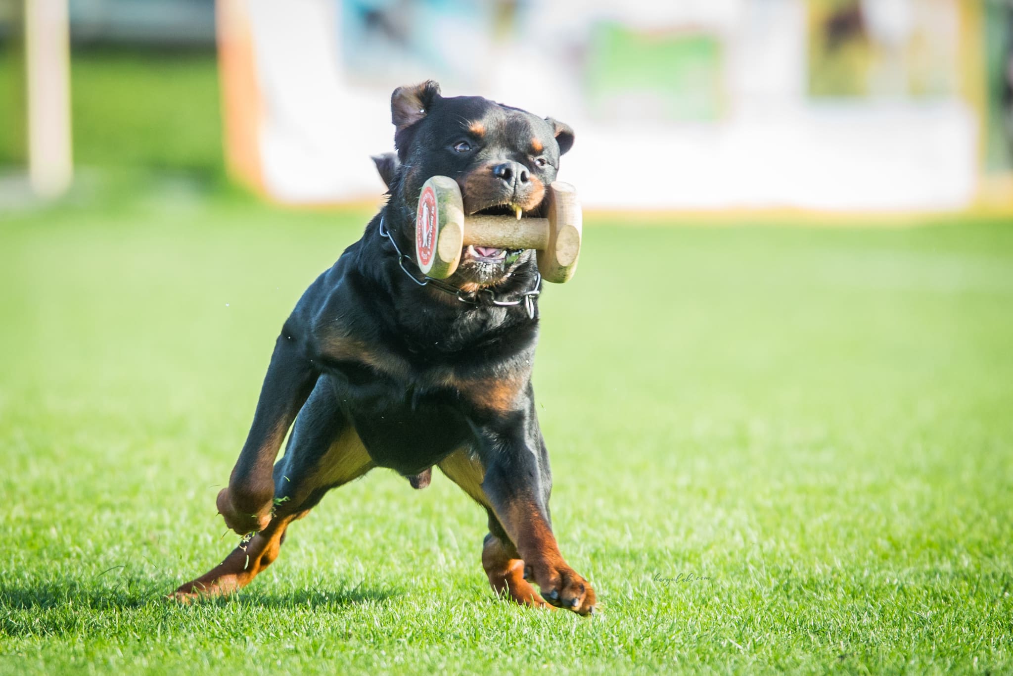 Team Extreme Rottweiler