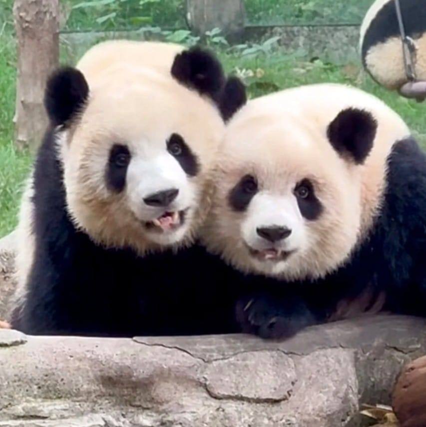 07.10 重动更新，非展区大熊猫们的动态。ChongQing Zoo Update: Latest on Giant Pandas in ...