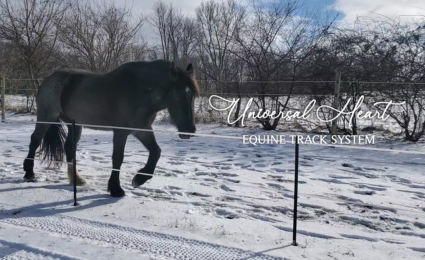 Universal Heart: Equine Track System | Lacon IL