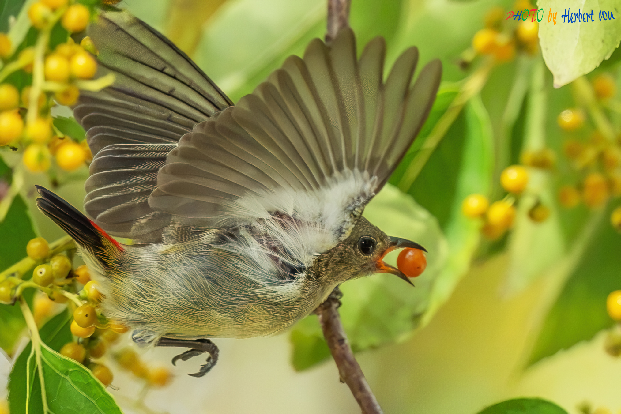 朱背叼黃果到口即閃飛#朱背啄花鳥#Scarlet_backed_Flowerpecker @TM_HK