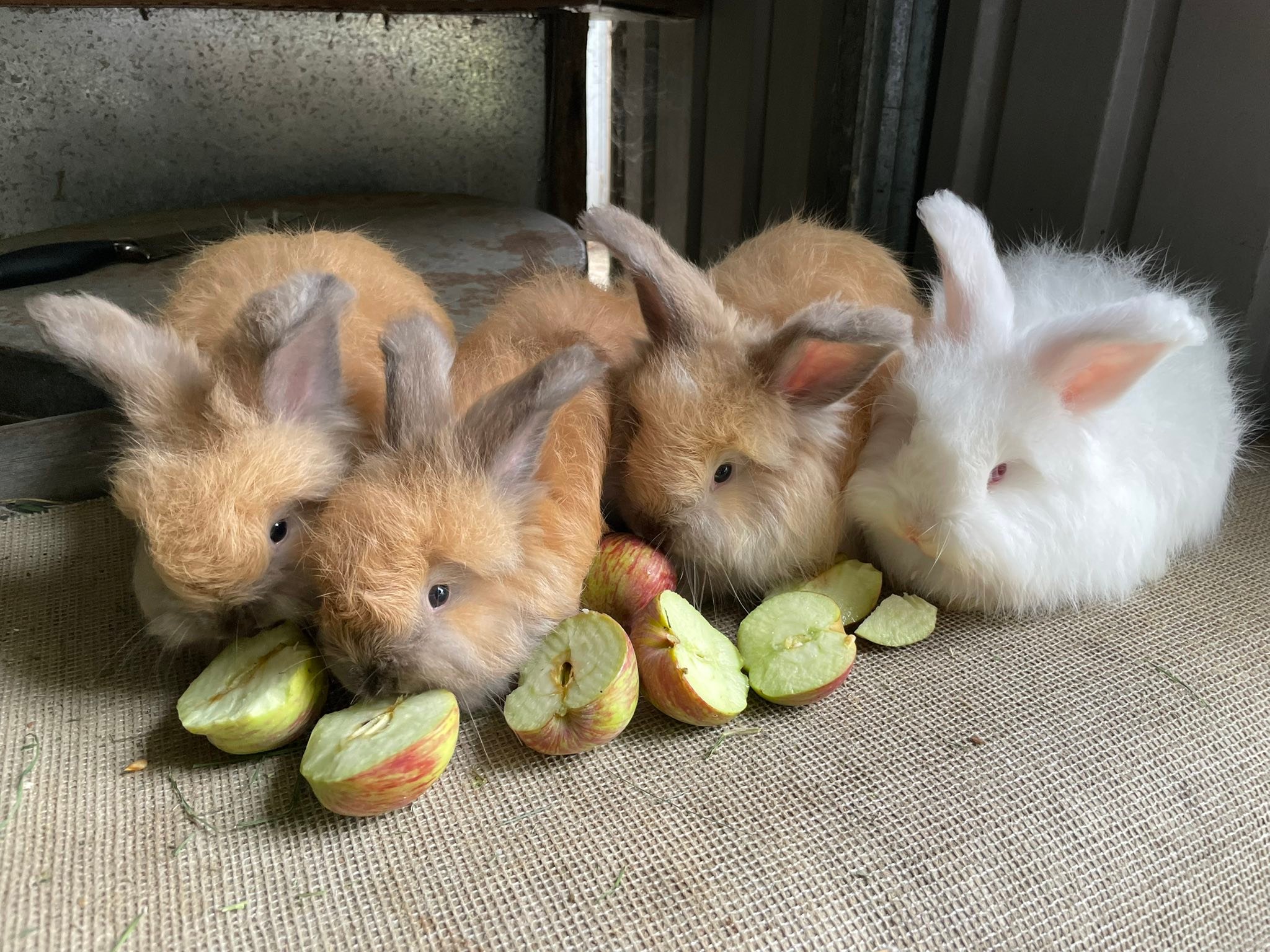 Fiverdown Rabbits | Mount Gambier SA