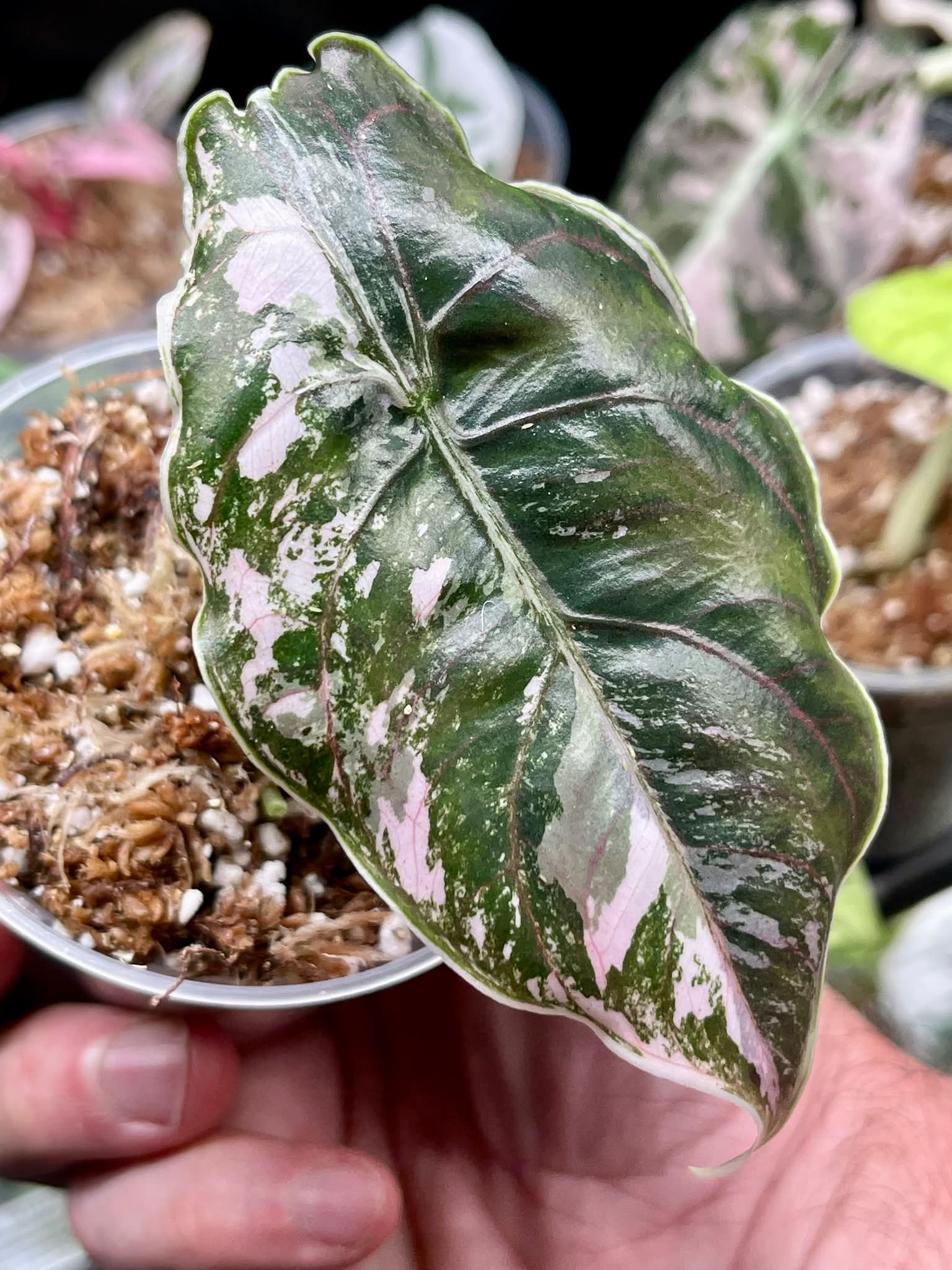 Alocasia Azlanii Pink/Albo for sale at $95