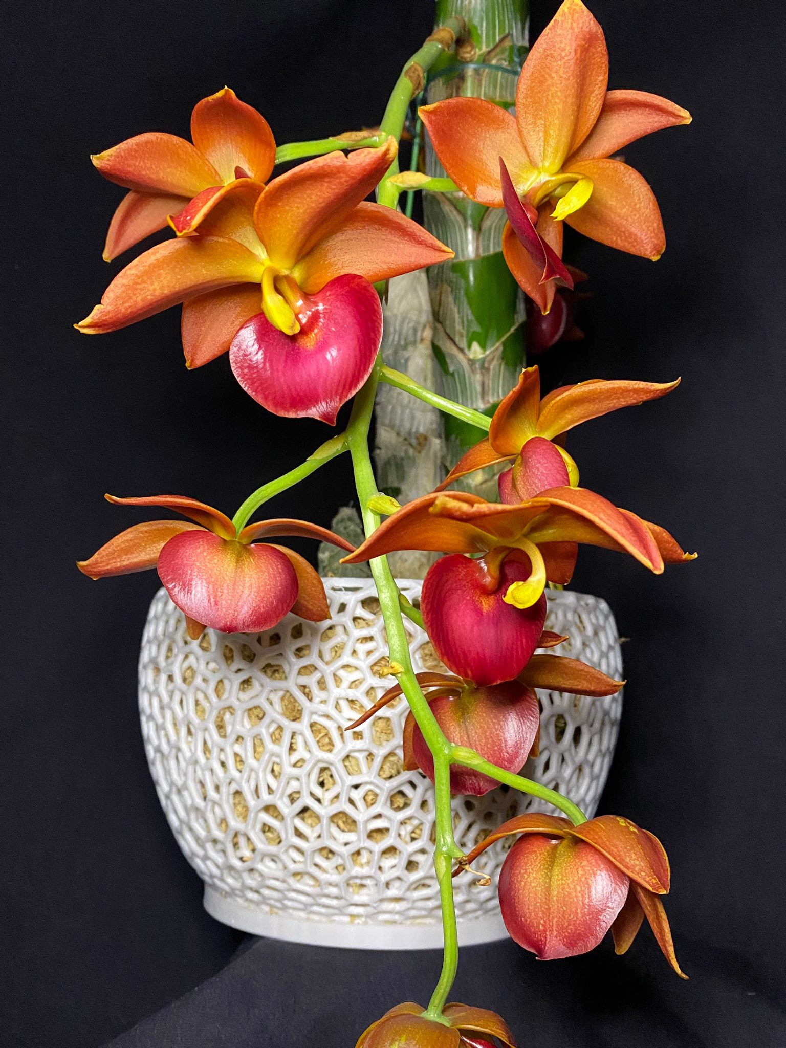 Cycd. Taiwan Gold 'Orange' in our extra large “The Mark”