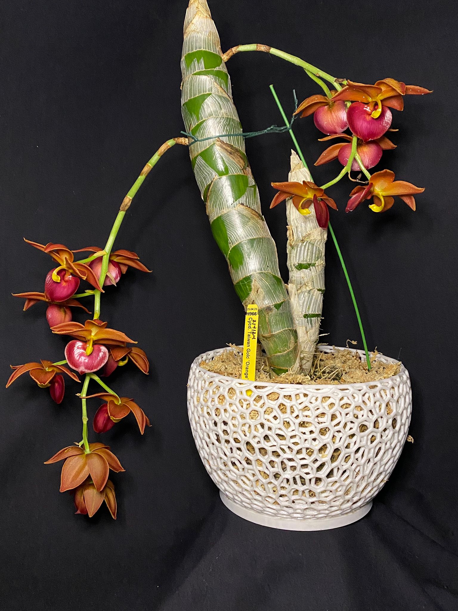 Cycd. Taiwan Gold 'Orange' in our extra large “The Mark”