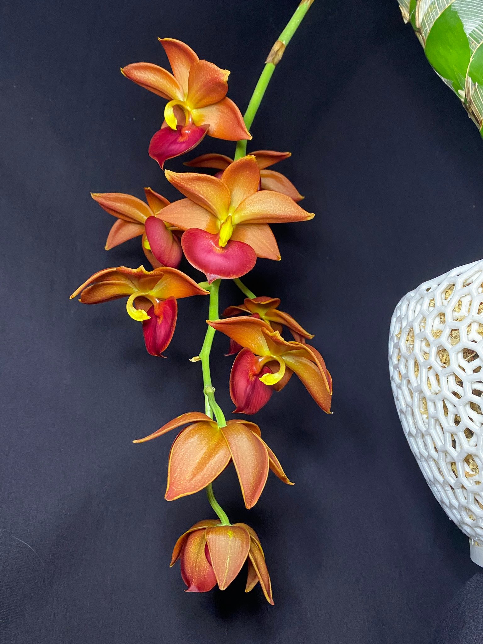 Cycd. Taiwan Gold 'Orange' in our extra large “The Mark”
