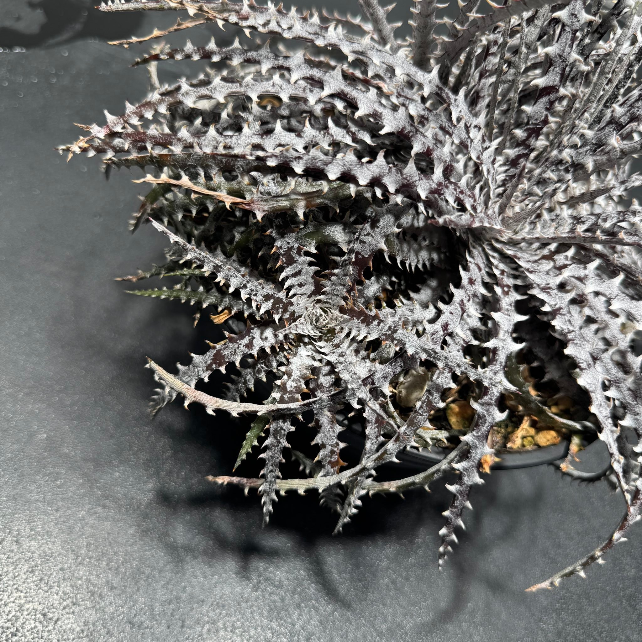 Dyckia fosteriana senges black is rugged ! And it has a unique