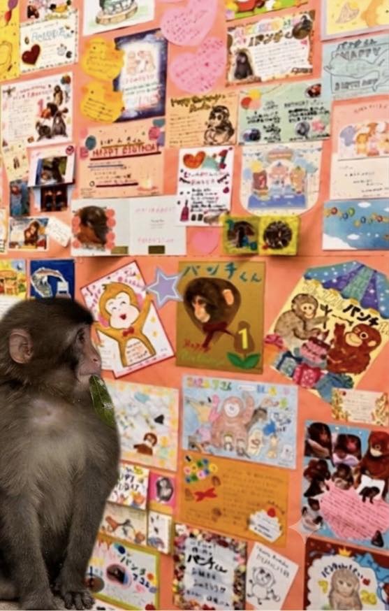 まーくん山採りヤマコウバシ4.1M(鉢底から)※チャーターおまとめ割引込