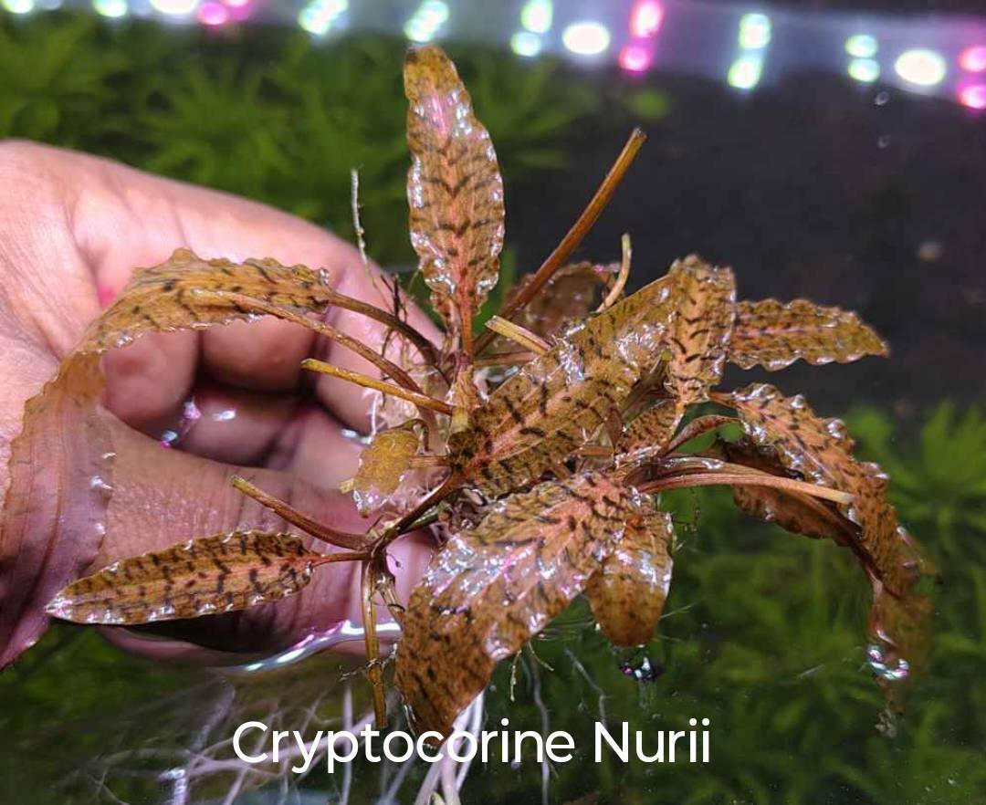 🌿 *Cryptocoryne Species Available!* 🌿 All plants are *tank-grown