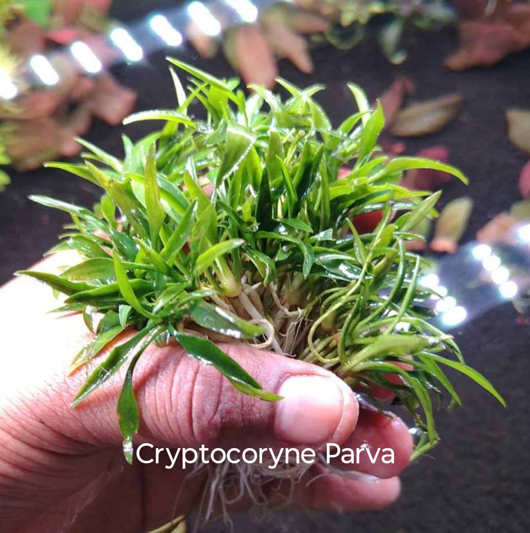 🌿 *Cryptocoryne Species Available!* 🌿 All plants are *tank-grown