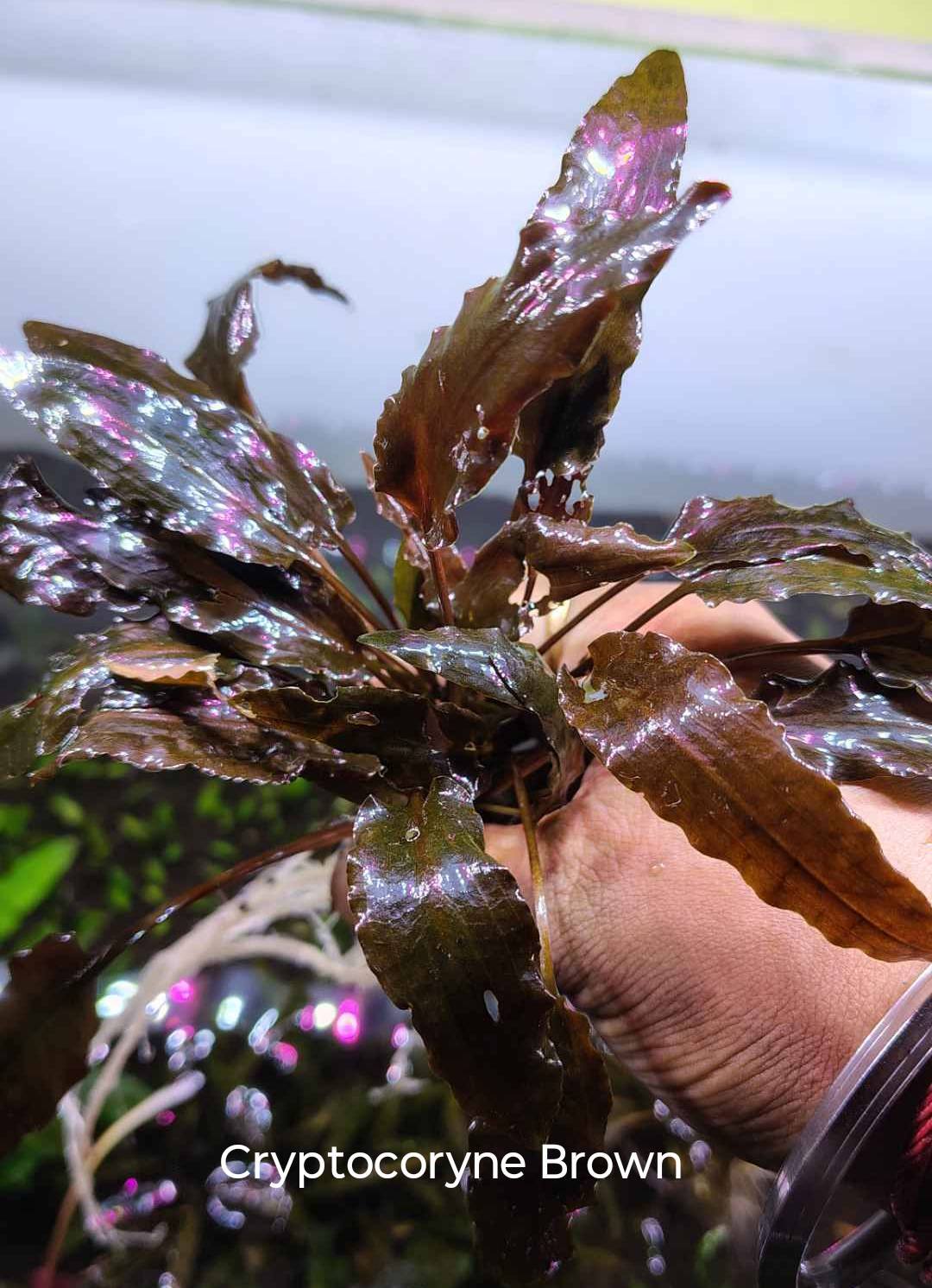 🌿 *Cryptocoryne Species Available!* 🌿 All plants are *tank-grown