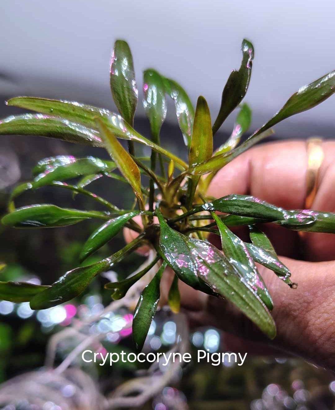 🌿 *Cryptocoryne Species Available!* 🌿 All plants are *tank-grown