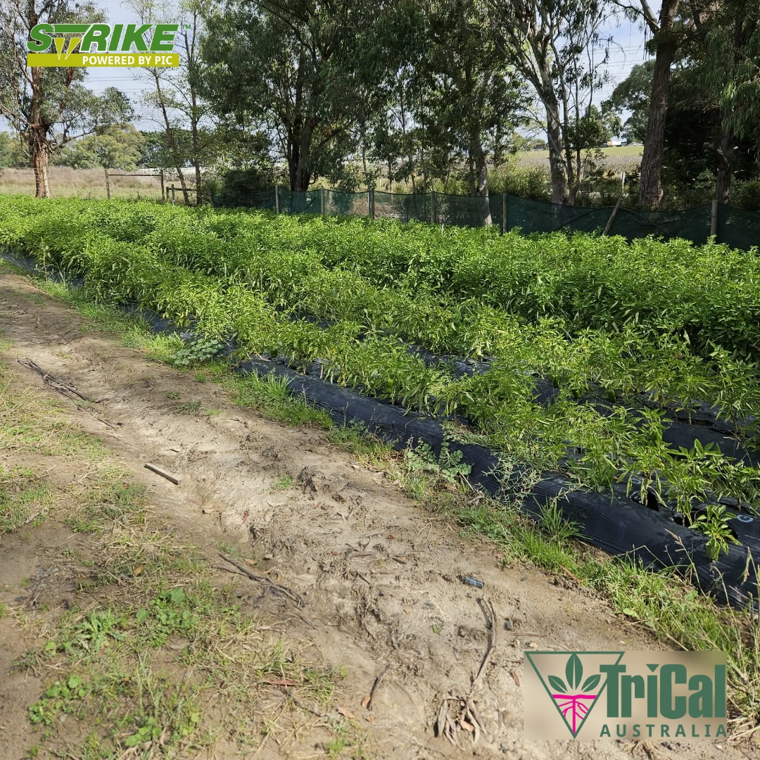 TriCal Australia