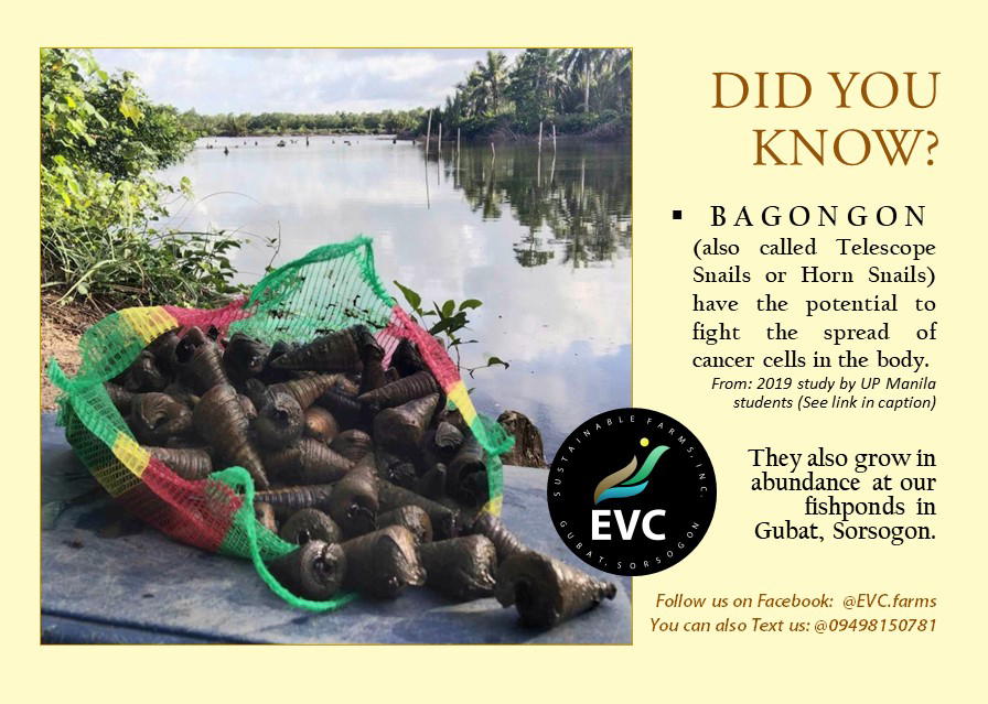 FYI : #Bagongon Snails are... - EVC Sustainable Farms, Inc. | Facebook