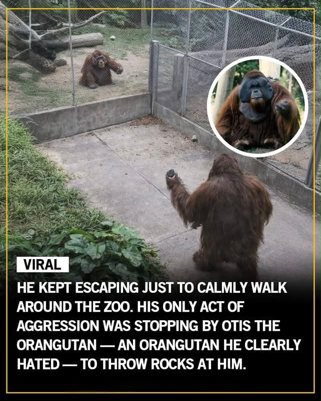 San Diego Zoo's orangutan Ken escapes and explores