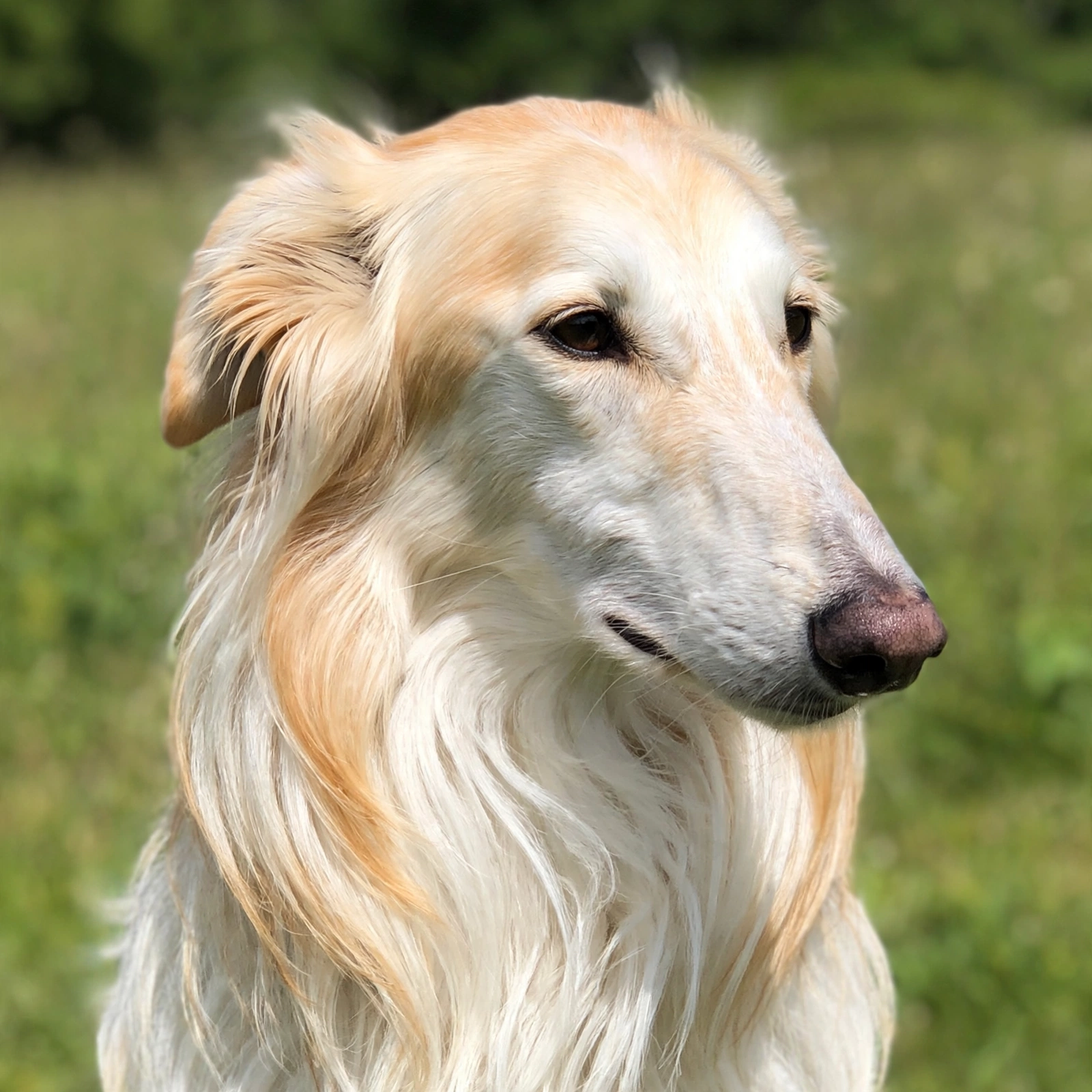 Incident: The Cinnamon Roll. Swirled. Swiped. 🌀😌 #PawsABorzoi #borzoi # ...