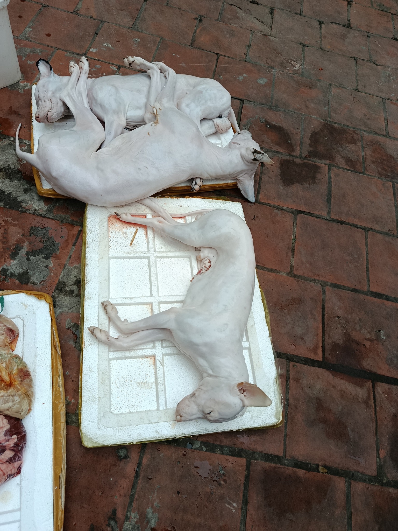 Hội nông dân nuôi chó thịt,chó giống khu vực vĩnh phúc | Ngày mai mùng ...