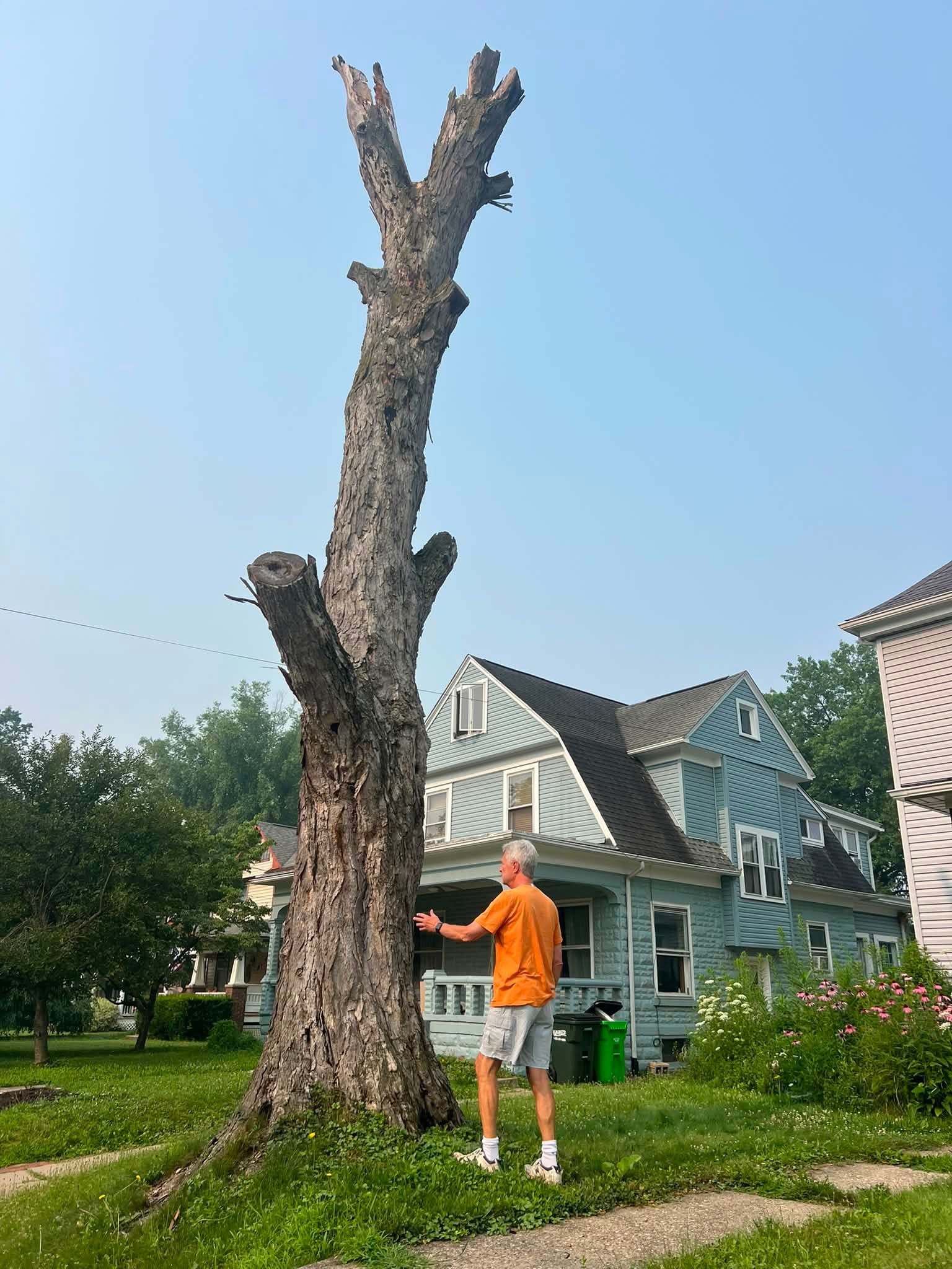 Ohio's first blue trees in Wooster for mental health awareness