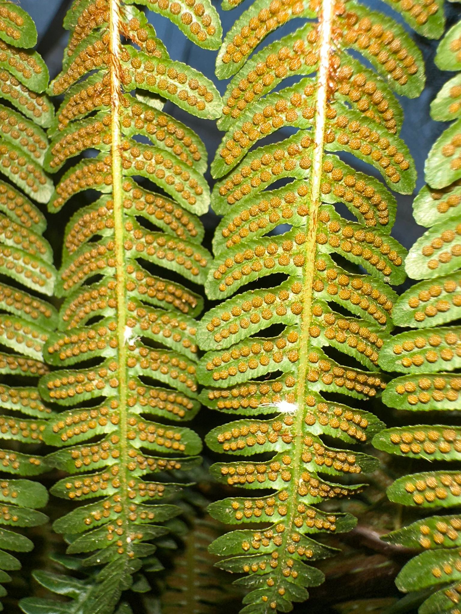 Blechnum nudum – Hélice de agua – Compra semillas en