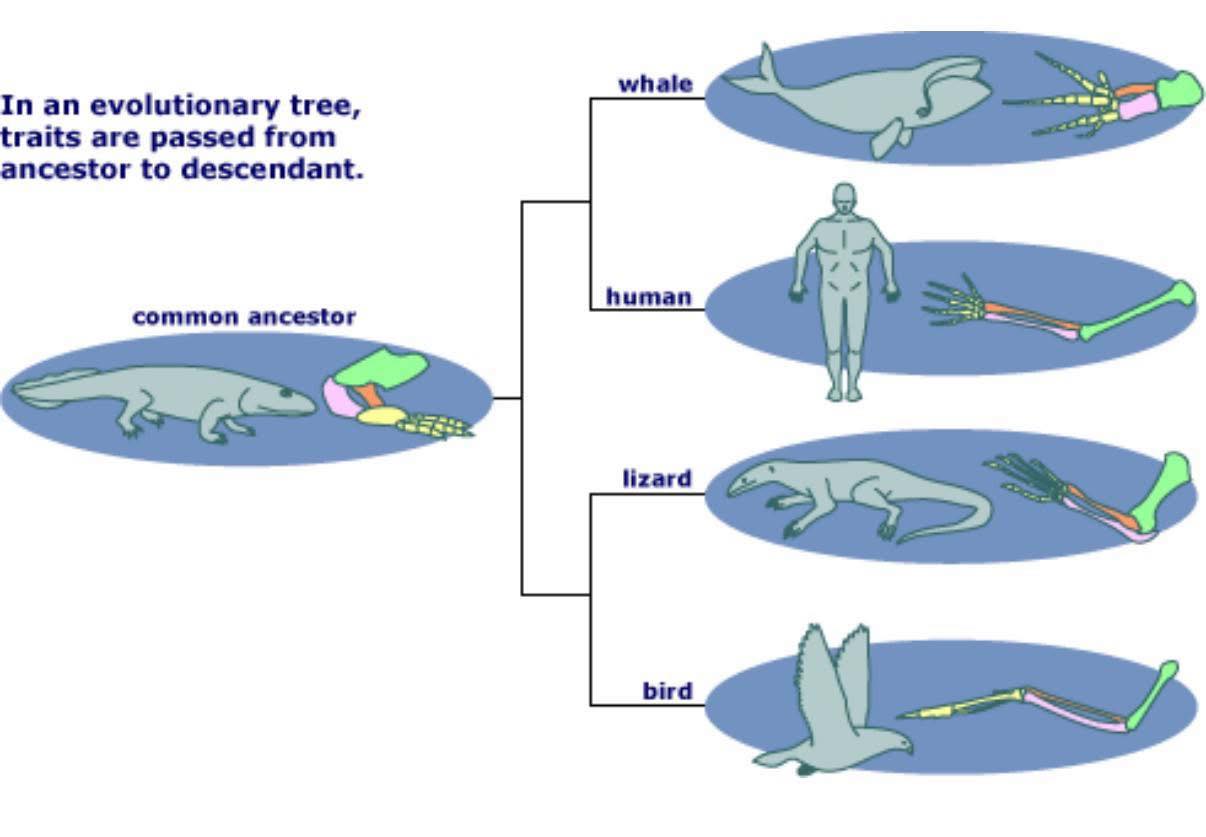 A Scientific Theory Explains Facts | Facebook