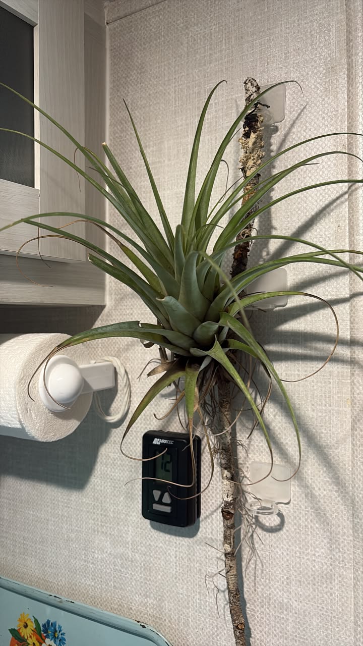 Tillandsia sprengeliana