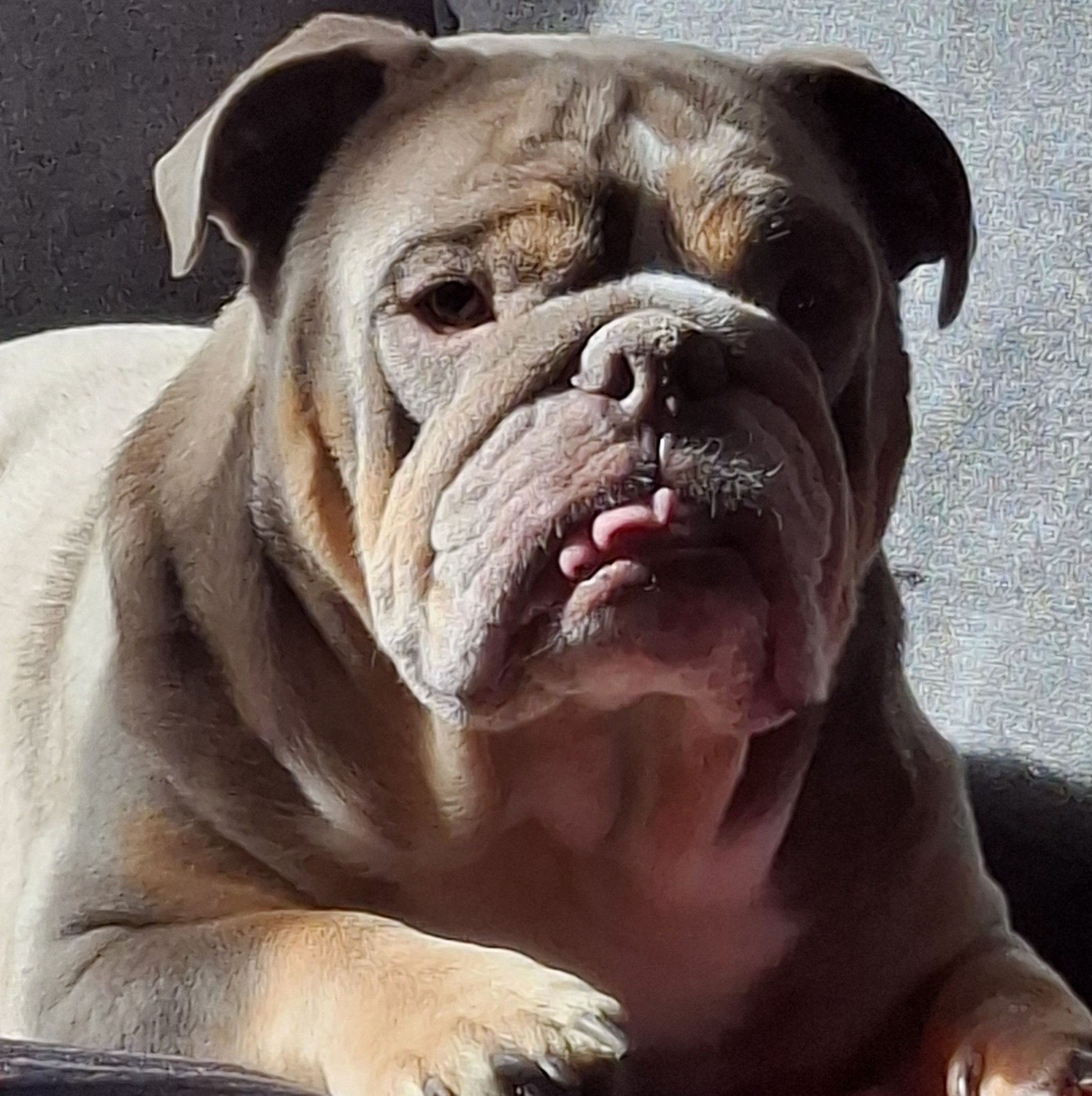 He told me he has a job. So I asked him to explain his role #bulldog ...