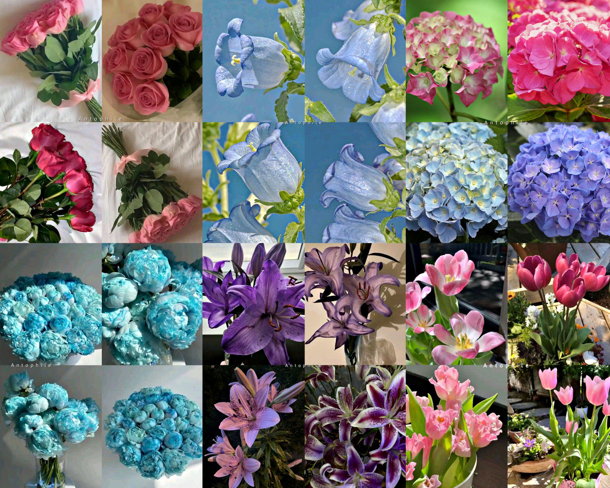 Flower Lovers | Facebook
