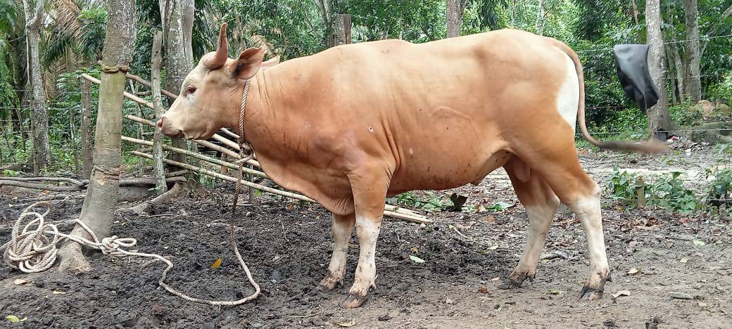 Jual beli sapi musi rawa | Facebook