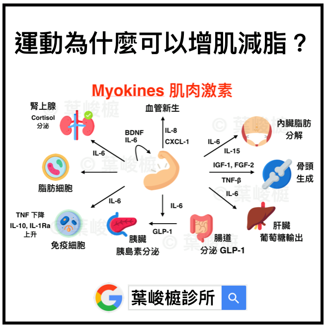 葉峻榳醫師 慢性病 體重管理 運動 為什麼可以增肌減脂 Myokines 具備了自分泌 Autocrine 旁分泌 Paracrine 還有內分泌 Endocrine 的效果 運動時 肌肉會收縮並分泌