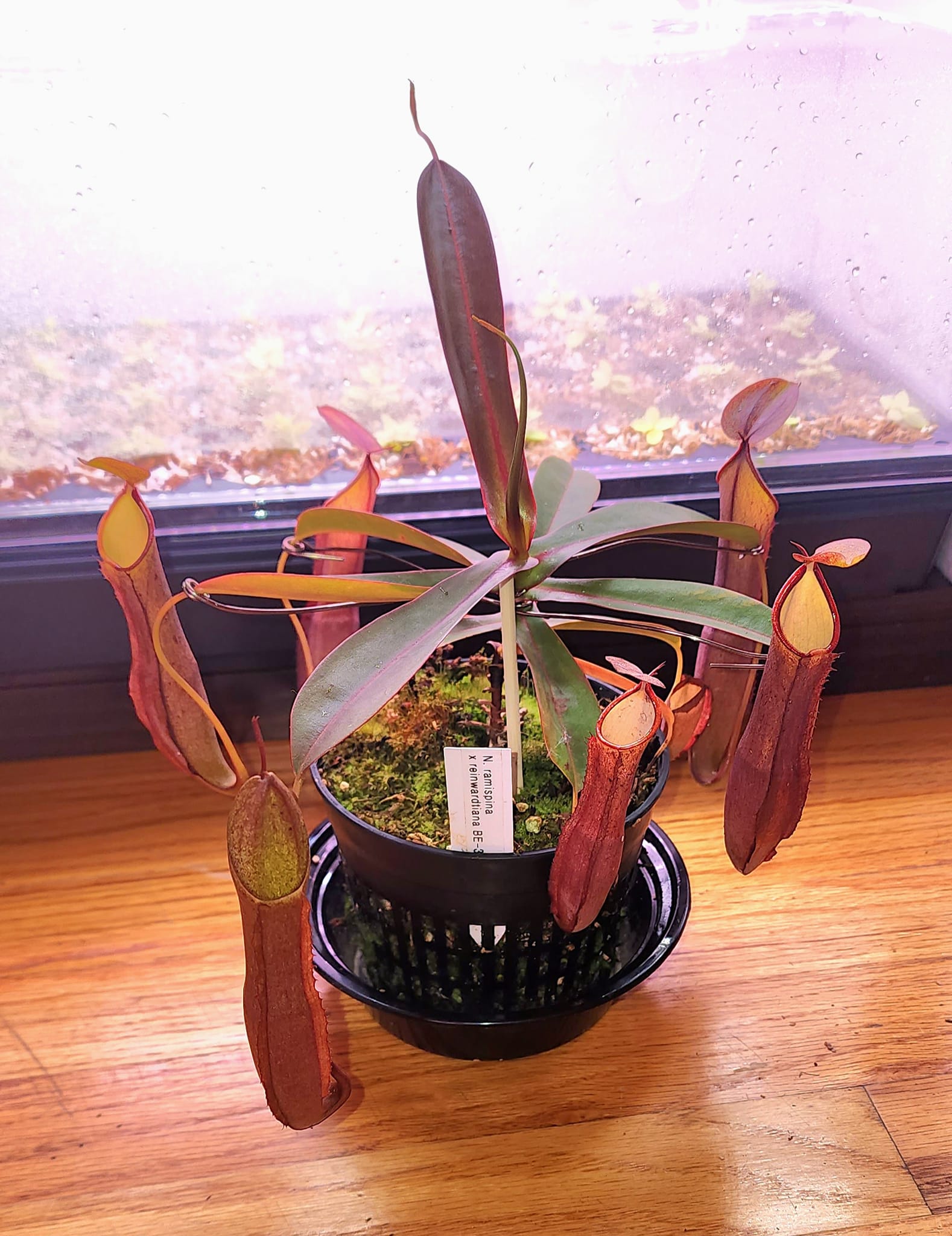 Grass Roots ☆レインディア☆ 不定期出品 Nepenthes ramispina x reinwardtiana