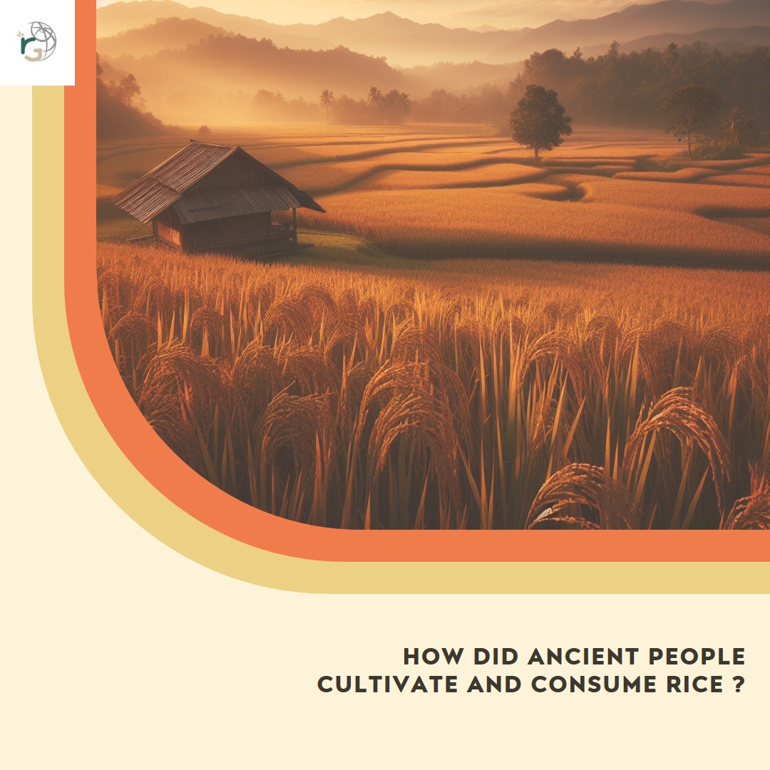 How did Ancient people cultivate... - Royal Grains Overseas