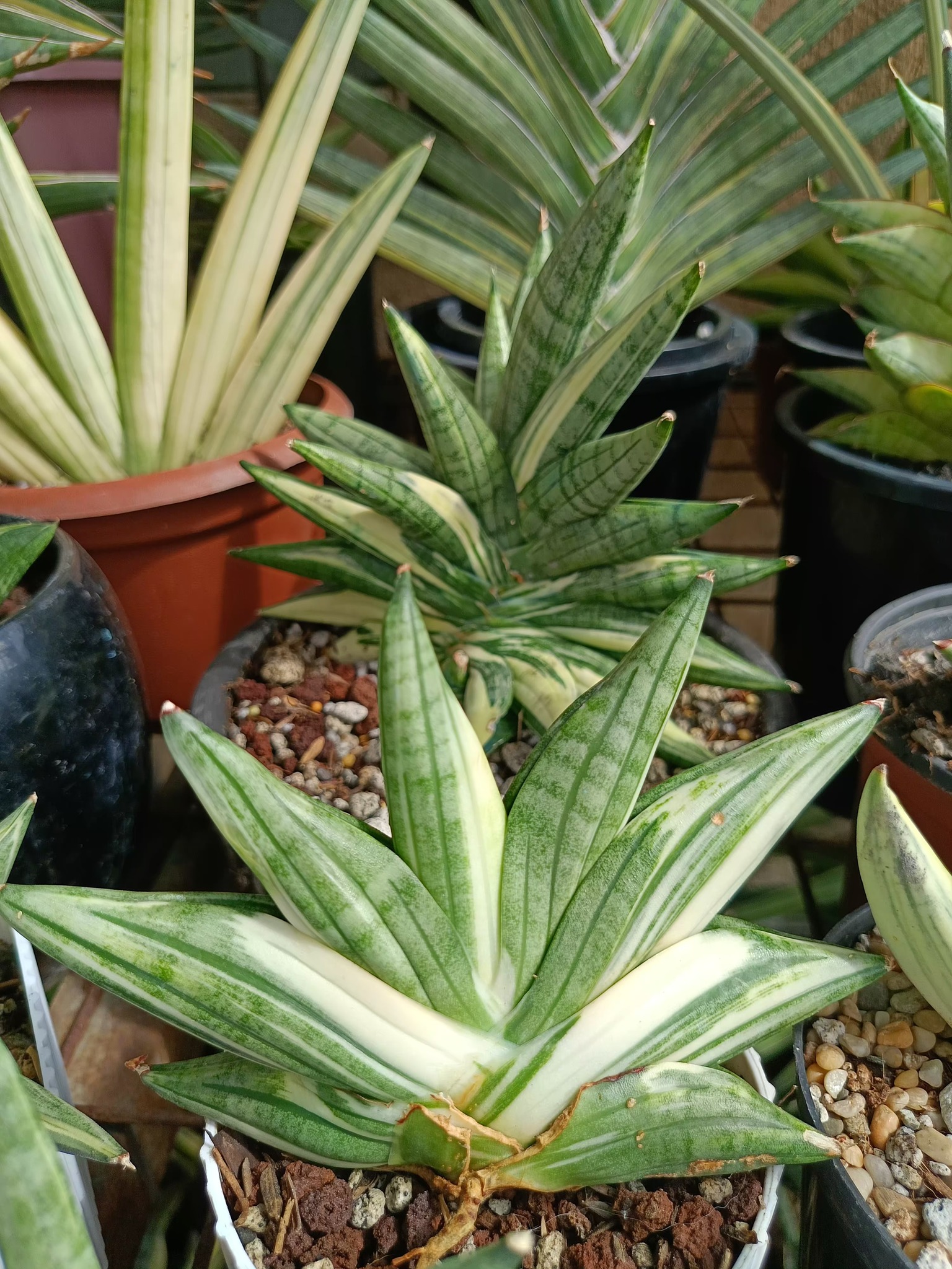 Black pearl  Sansevieria Black pearl Variegated