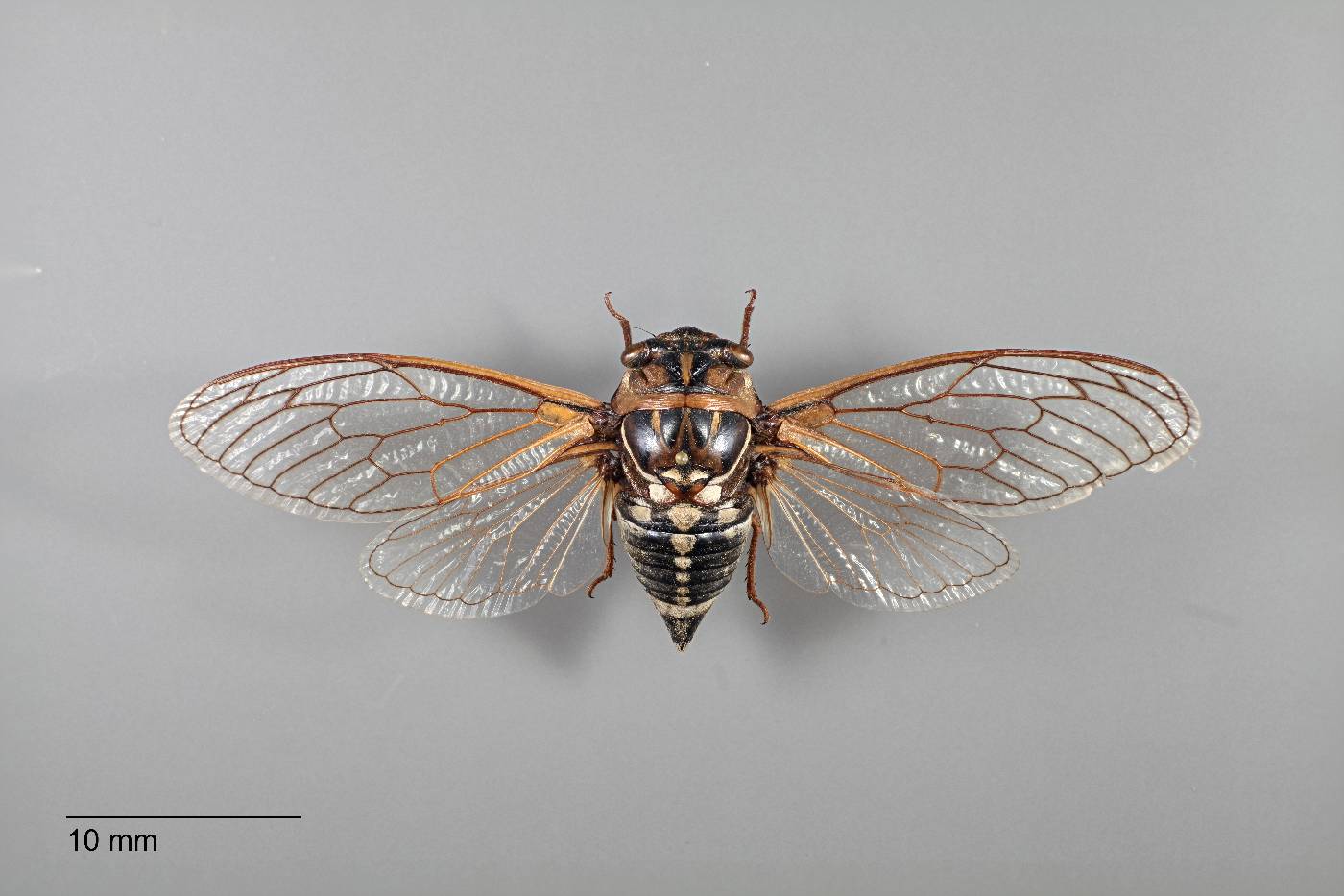 Cicadas are as much a part of the Texas summer as 100-degree days