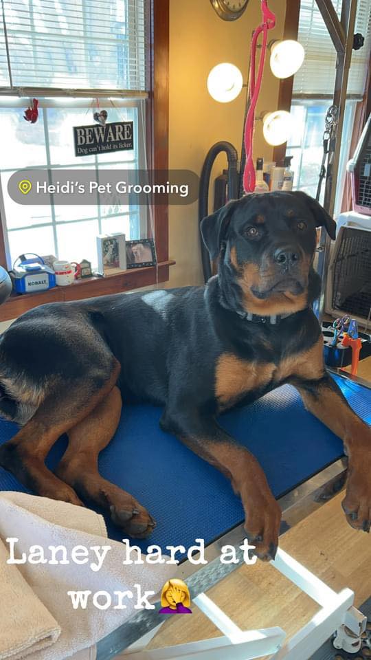 Photo inspiration: Picture Idea: Heidi S Pet Grooming