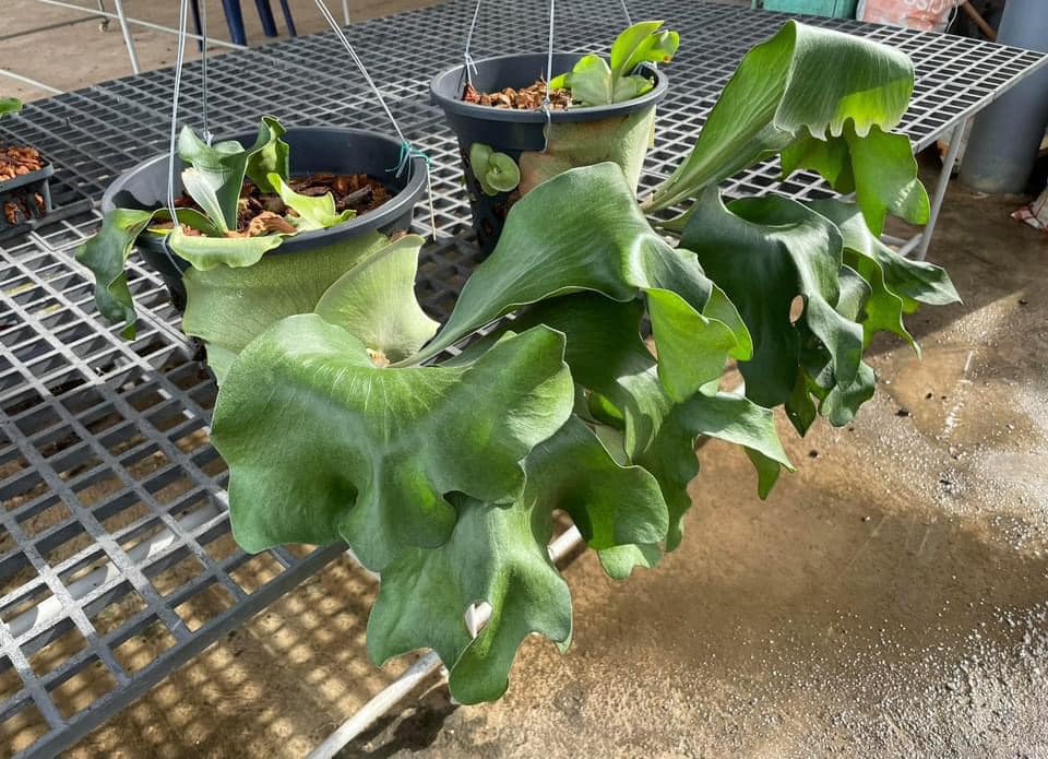 P. hillii cv. bangpung大叔牌深綠款(遮肚肚），喜歡寬葉的不要錯過