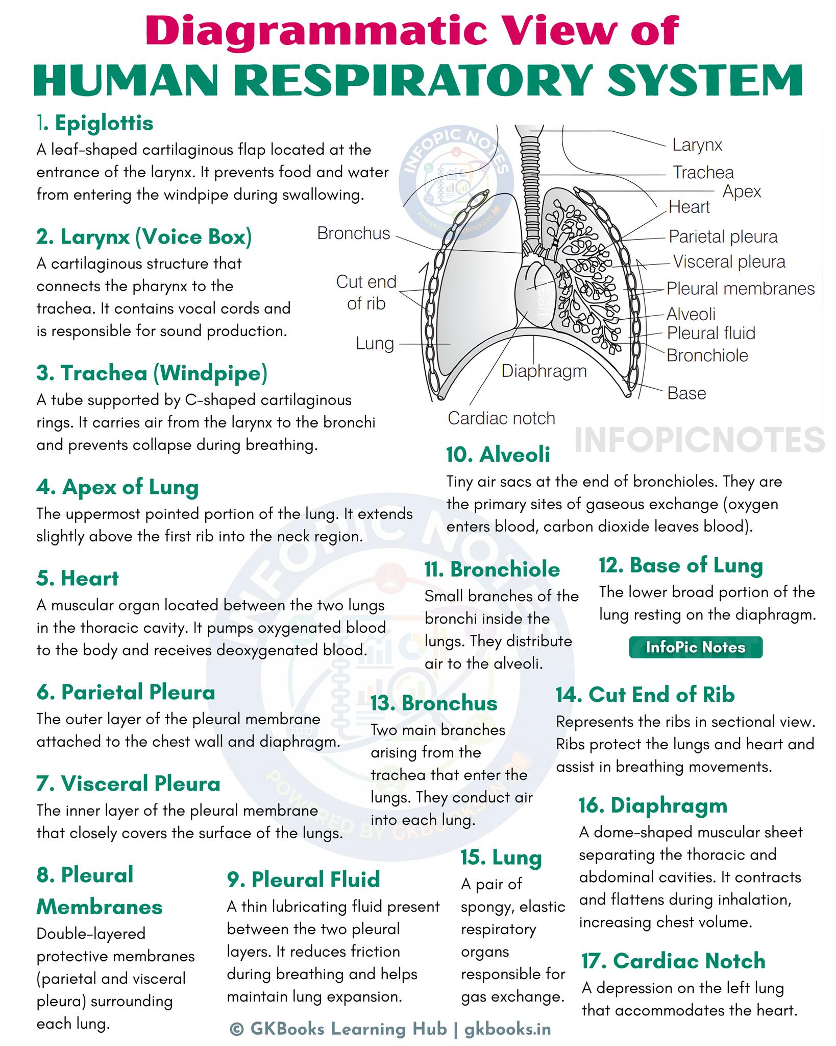 InfoPic - 🫁 Human Respiratory System (Diagrammatic View) This diagram ...