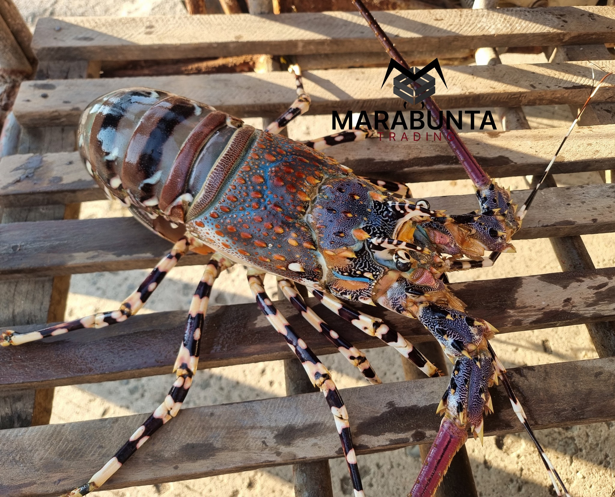 Marabunta Trading and Services