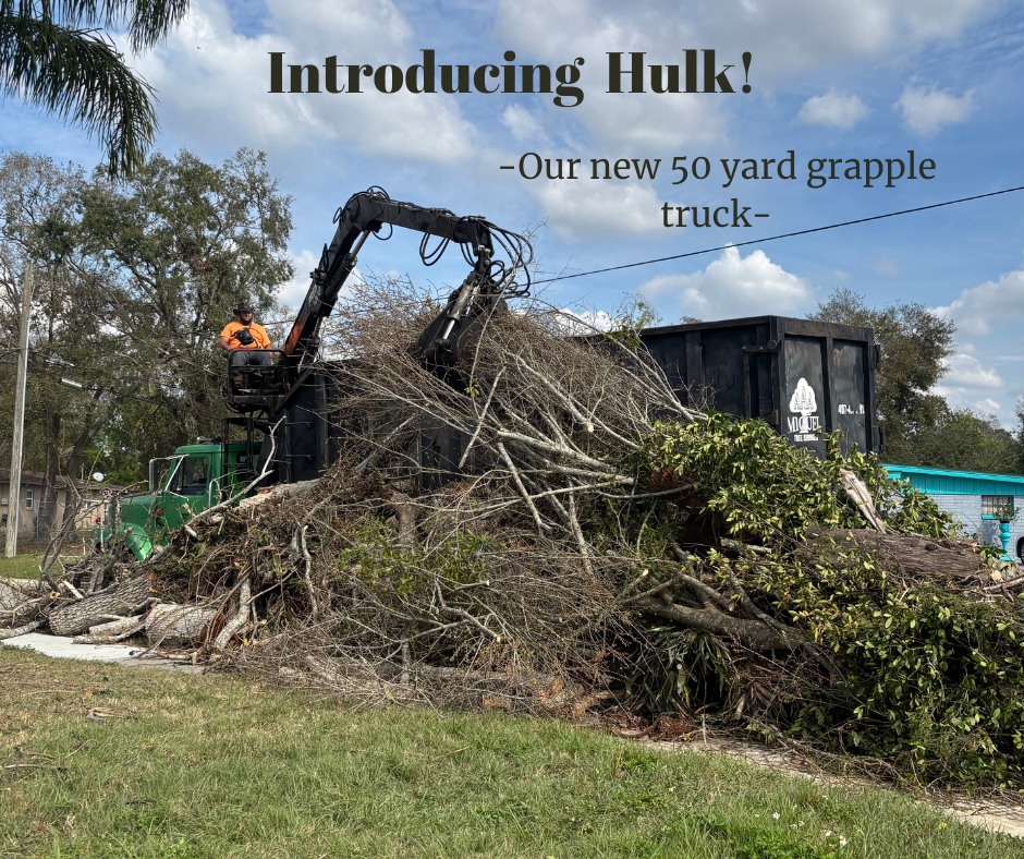 Tampa Lawn Sharks | Saint Petersburg FL