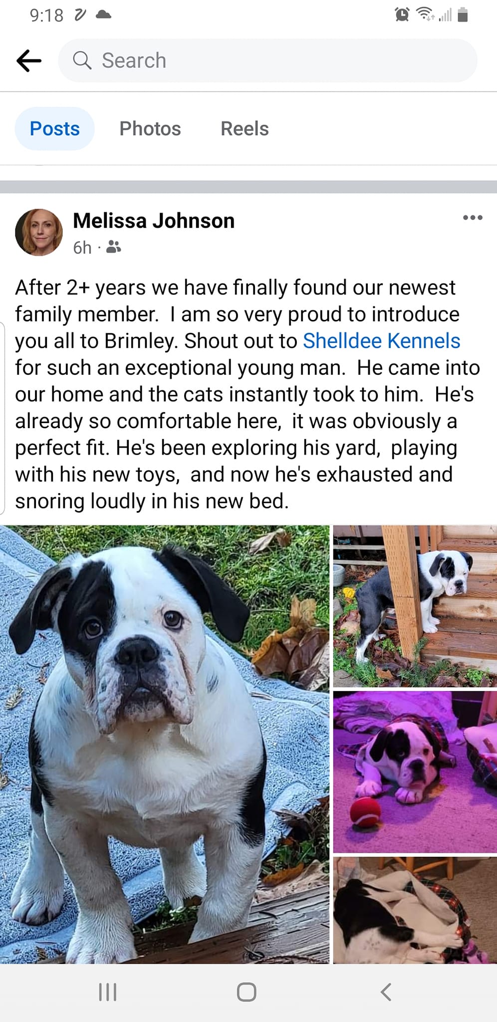 Shelldee Kennels