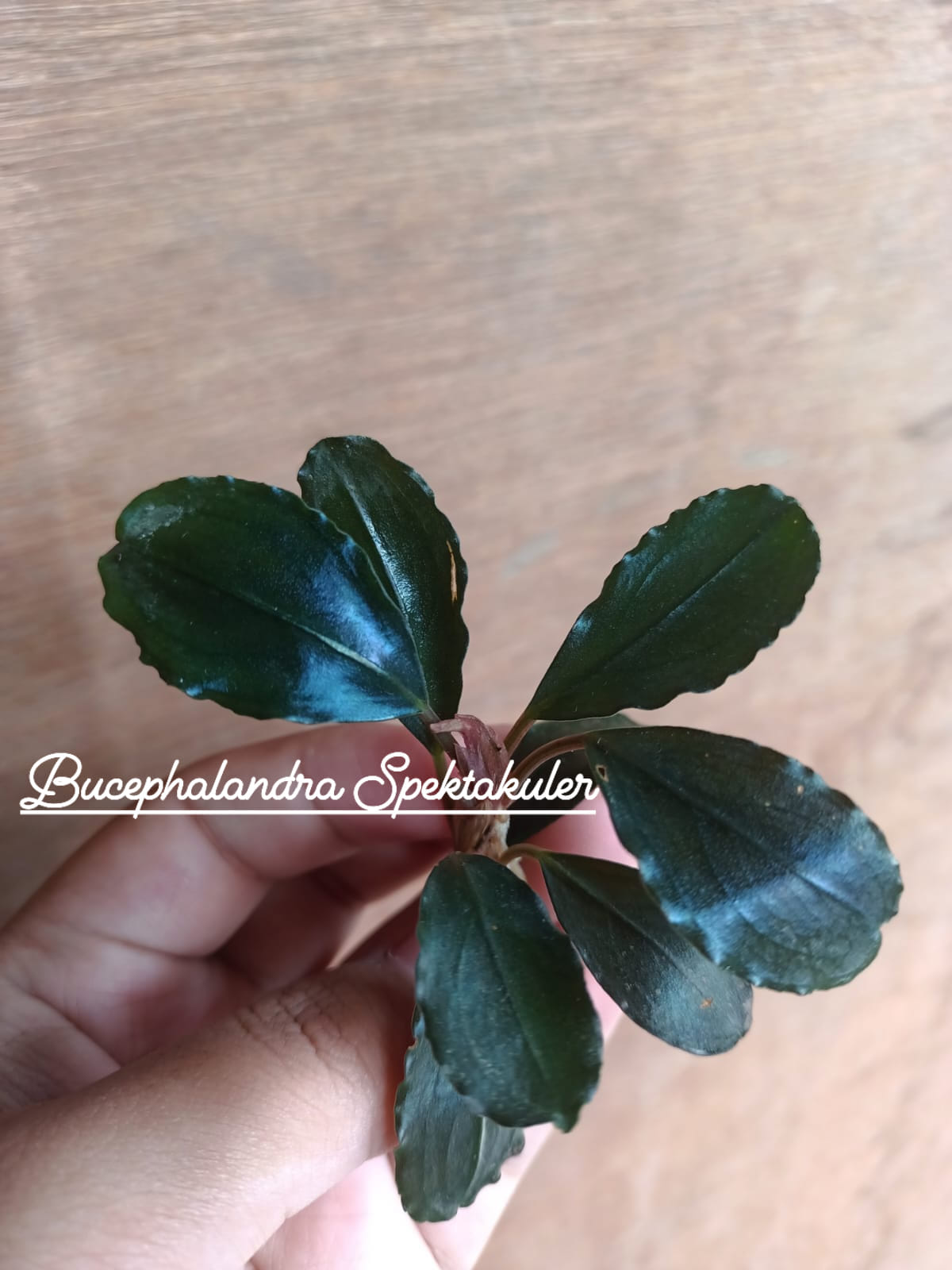 Bucephalandra Sp🍃 From Indonesia 🇮🇩 Best Quality 🥳 • DM / WA