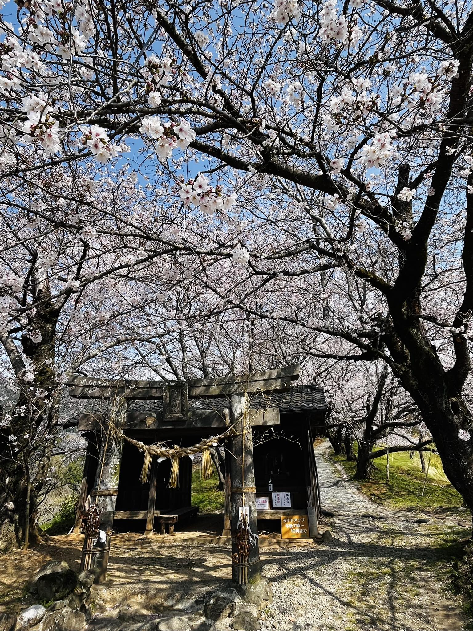 夕 月 桜