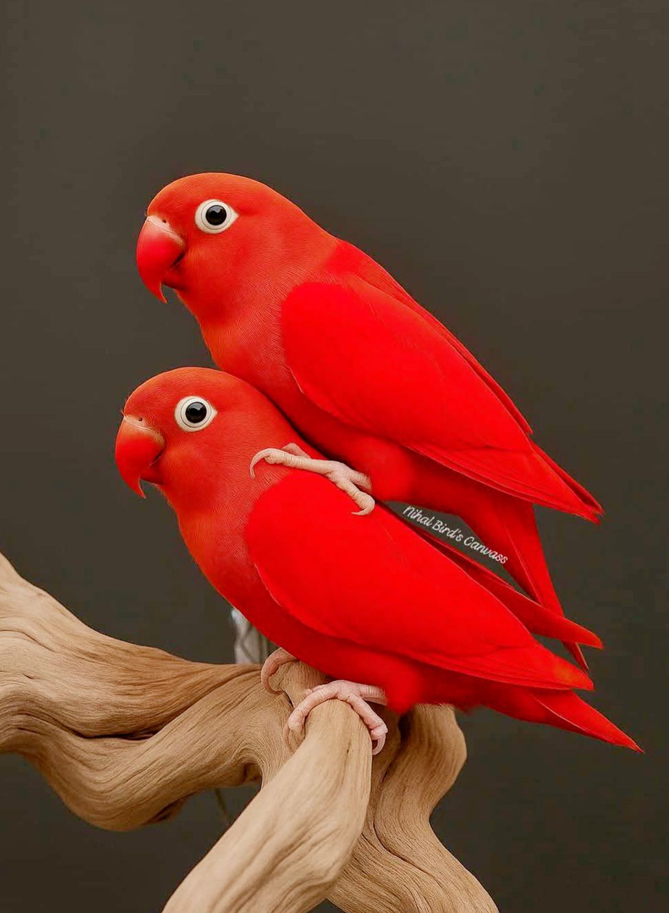 These are called 