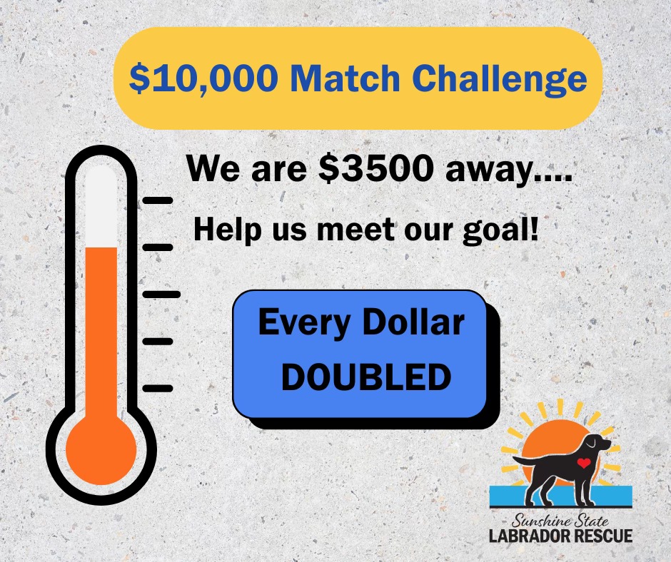 We’re So Close!... - Sunshine State Labrador Rescue | Facebook