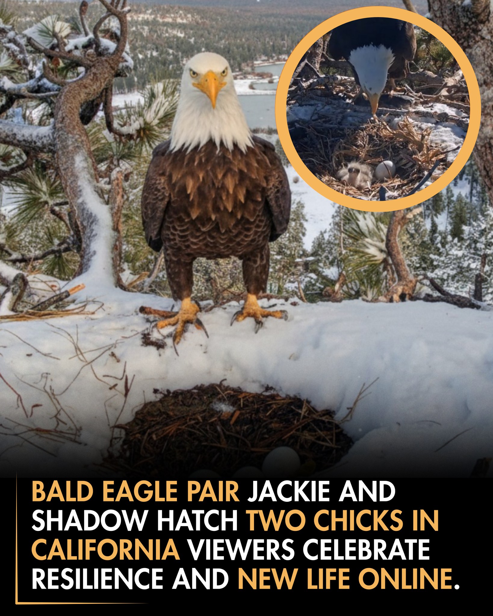 Kimberly kim - High in California’s Big Bear Lake Forest,... | Facebook