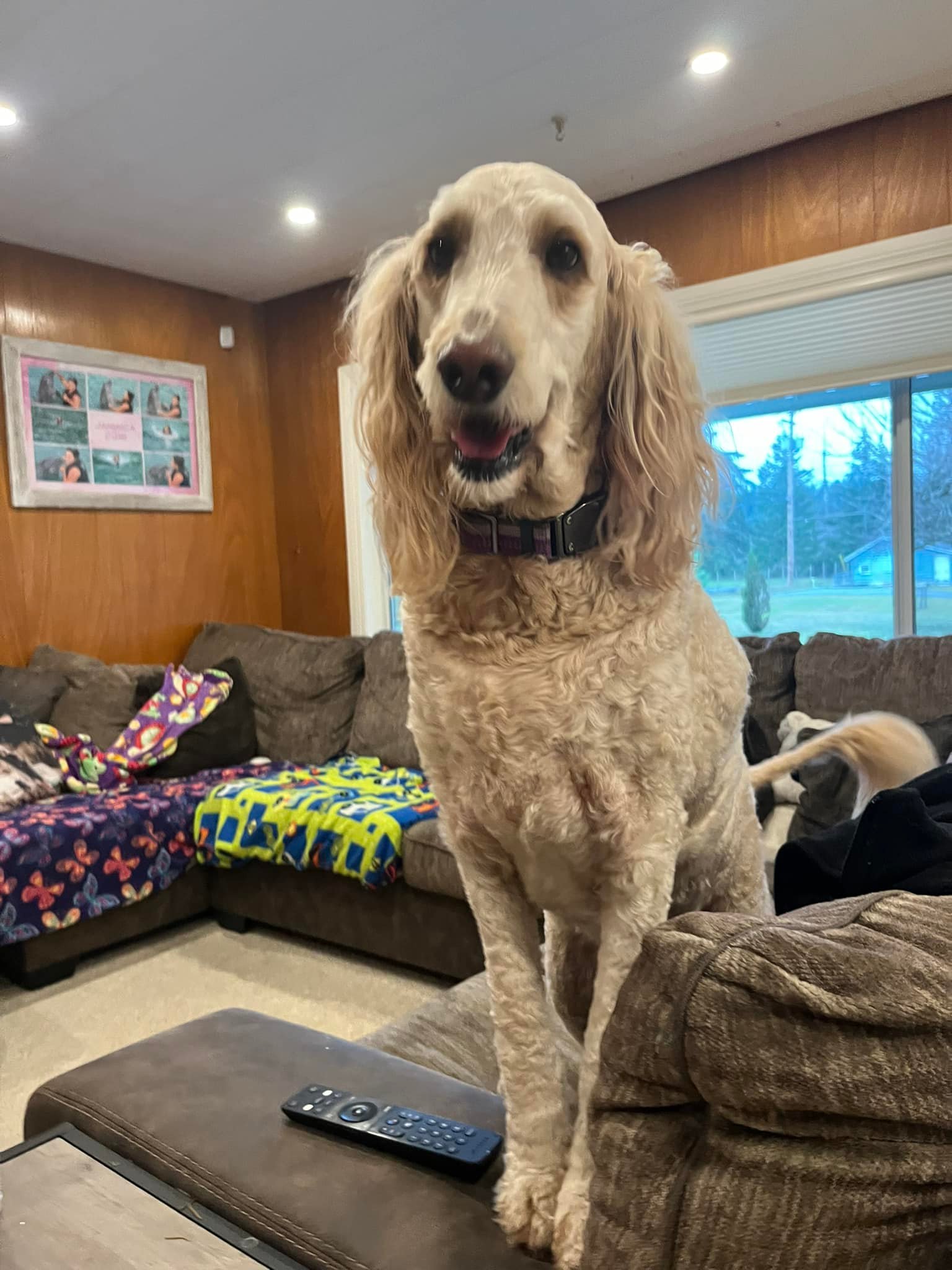 🐾 Bella’s Stay at Big Dog Paradise! 🐾... - Big Dog Paradise | Facebook
