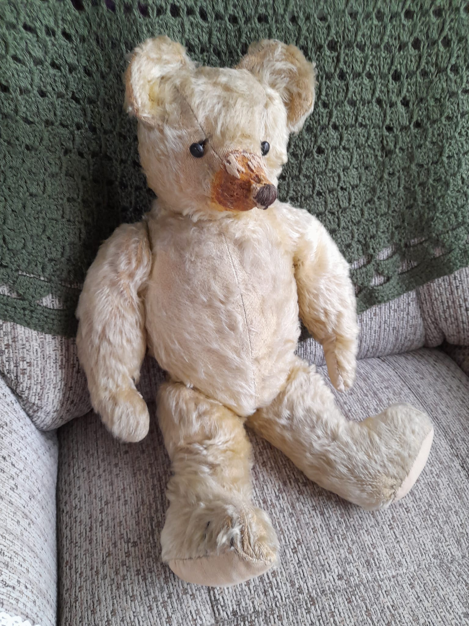 Identify bear with long nose?