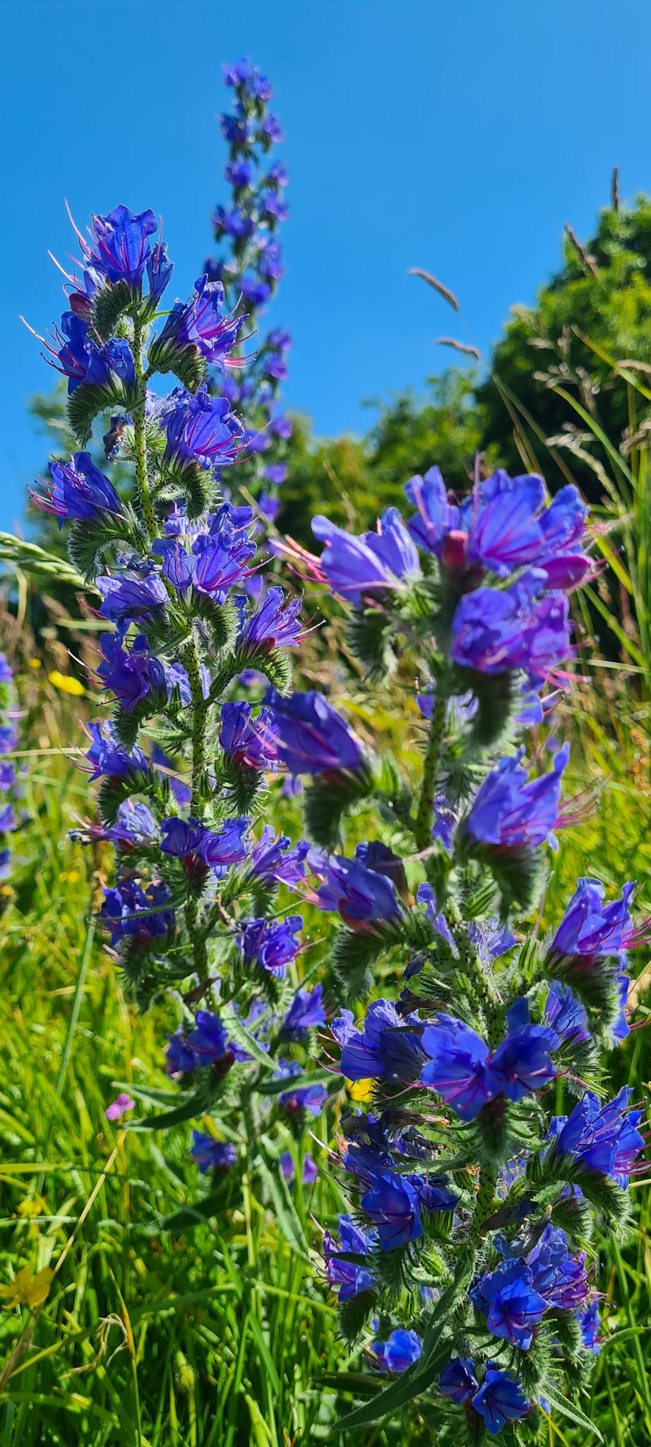 Do you recognize these flowers? Here's a hint: they start with the