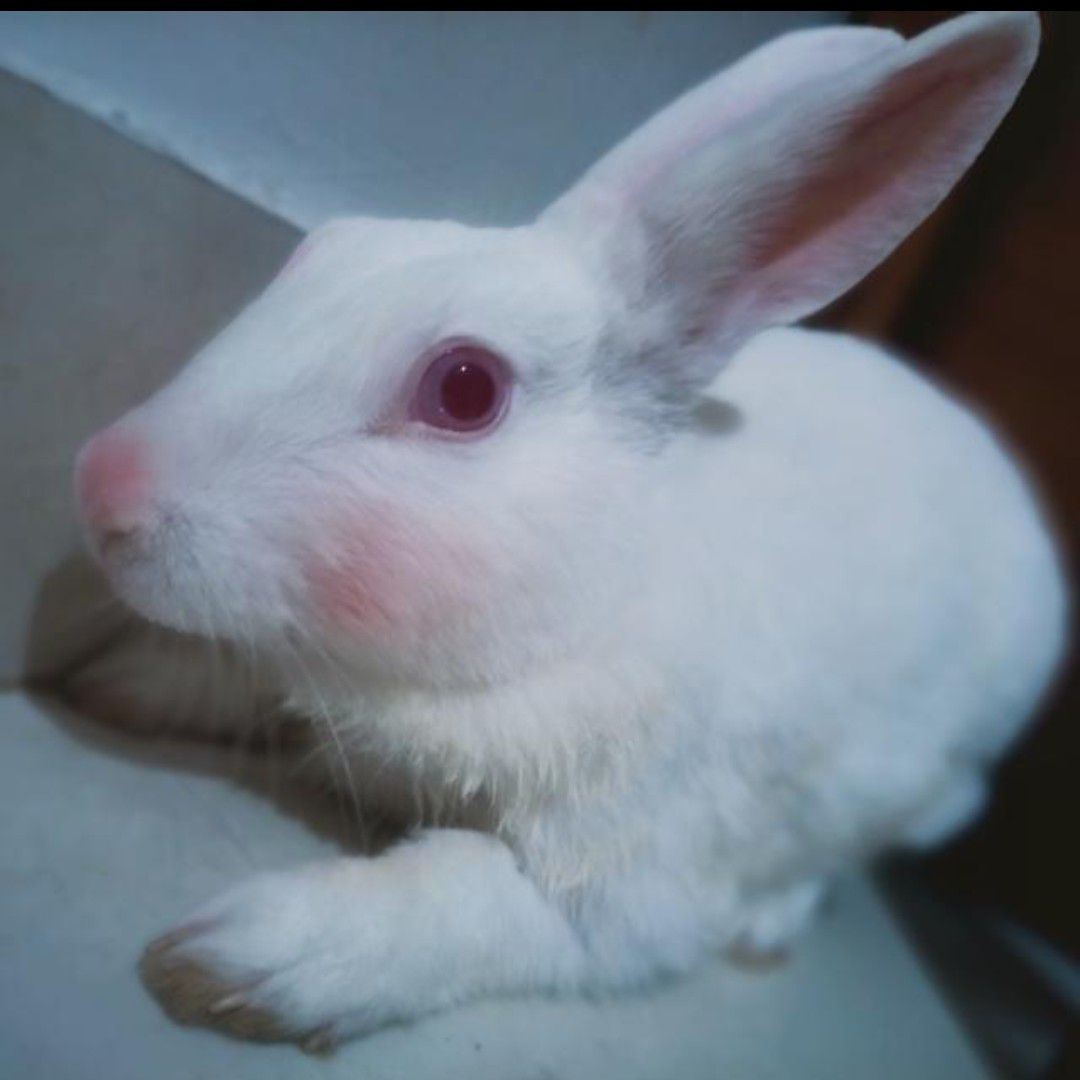 dialing aur ringing time🤣🐇🐰 . . . #rabbit #bunny #reelsviral # ...
