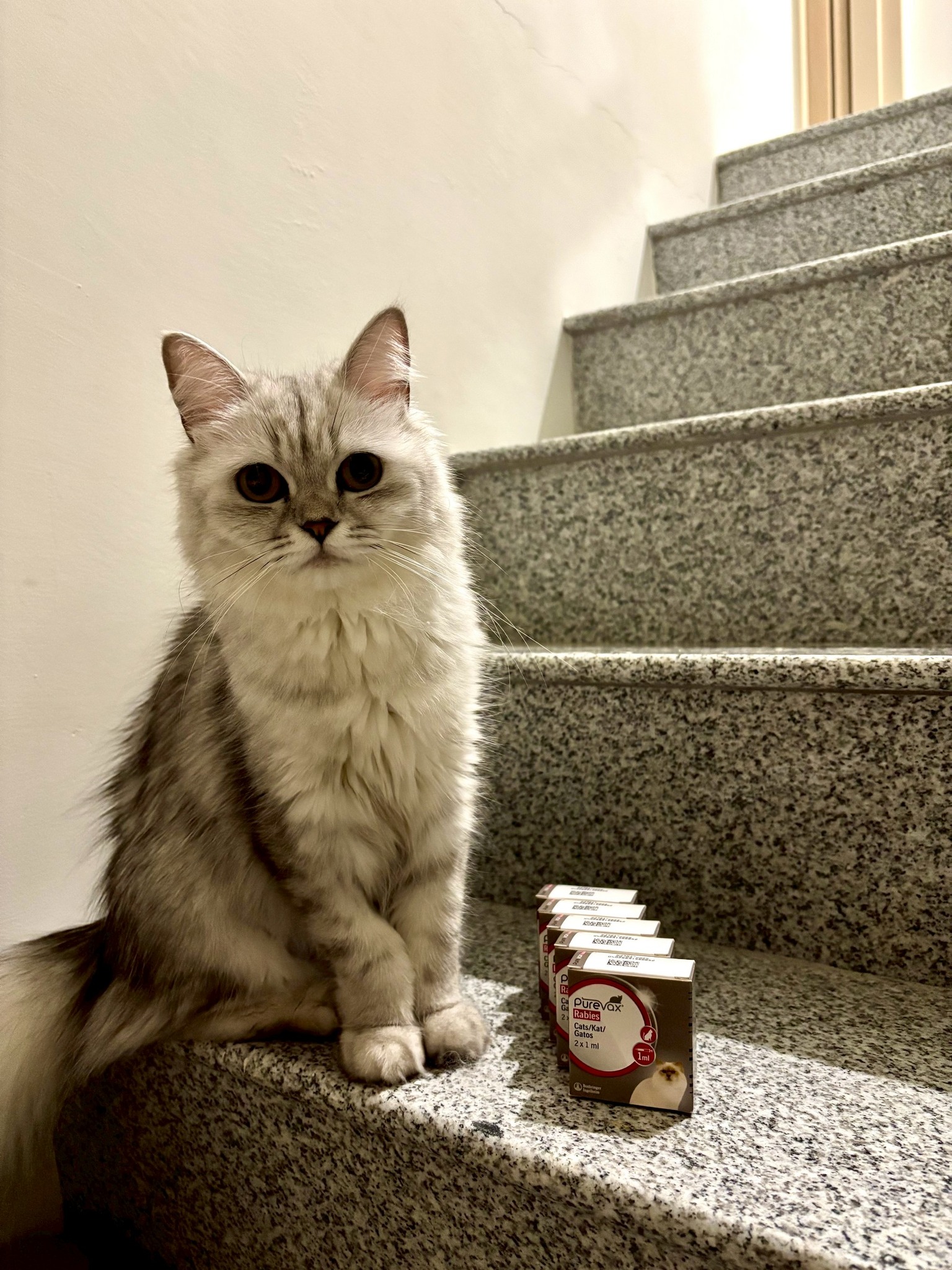 ‼️🐱貓貓好隊友們請注意！ 「純粹... - 提姆動物醫院 Tim Animal Hospital | Facebook